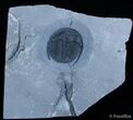 Scarce Cernuolimbus Snowplow Trilobite - Collector #2415-1